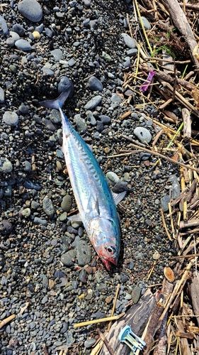 マルソウダの釣果