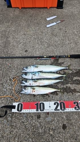 サバの釣果