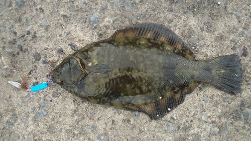 クロガシラガレイの釣果