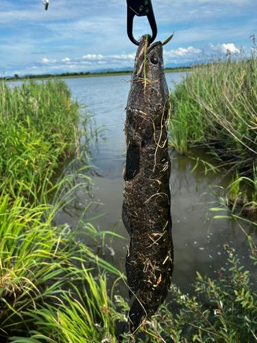 ナマズの釣果