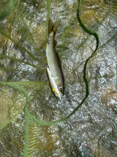 アユの釣果