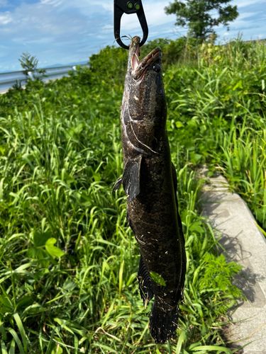 ナマズの釣果