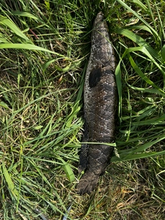 ナマズの釣果