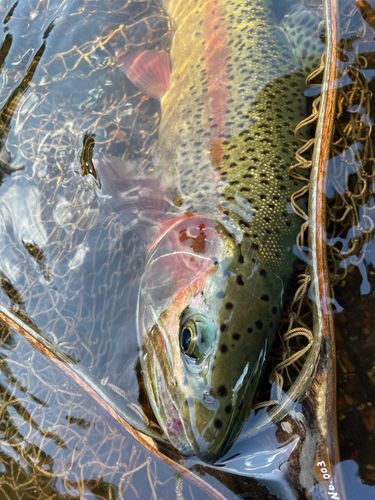 ニジマスの釣果