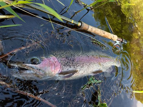 ニジマスの釣果