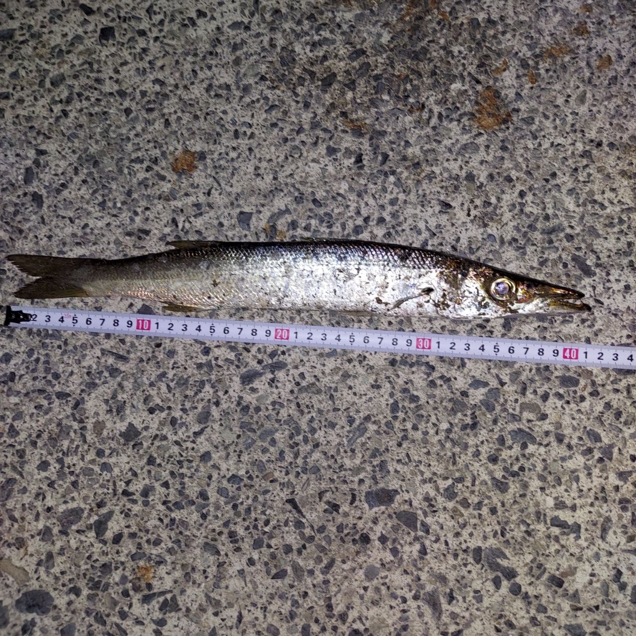 カマス