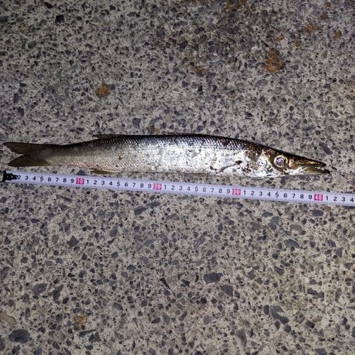 カマスの釣果