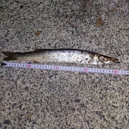 カマス