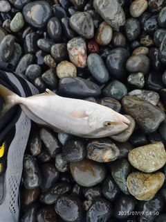 ショゴの釣果