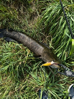 ナマズの釣果