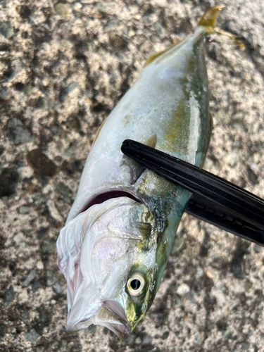 ワカシの釣果
