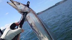 タチウオの釣果