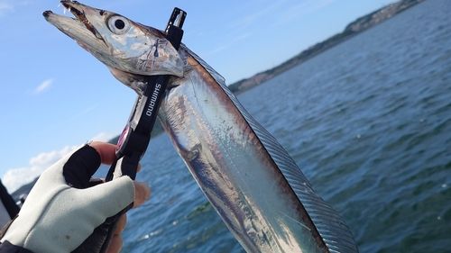 タチウオの釣果
