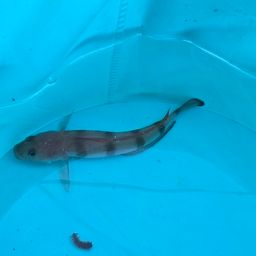 リュウグウハゼ