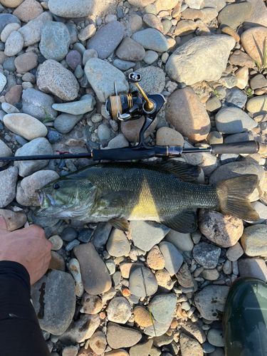 スモールマウスバス