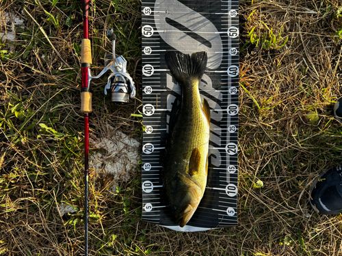 ナマズの釣果