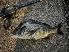 チヌの釣果