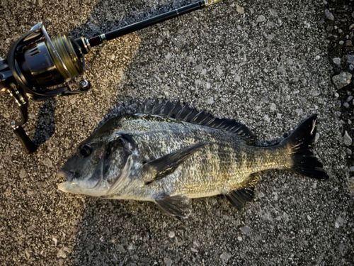 チヌの釣果
