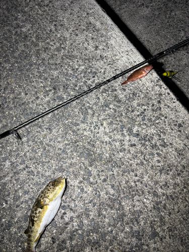 クサフグの釣果