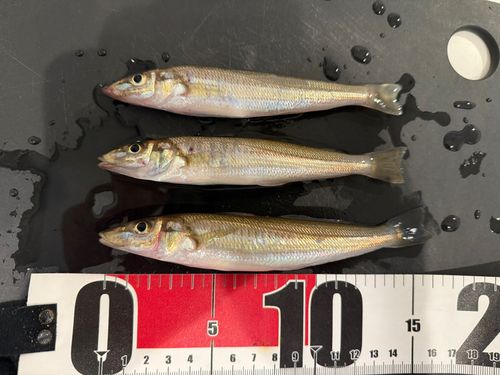 シロギスの釣果