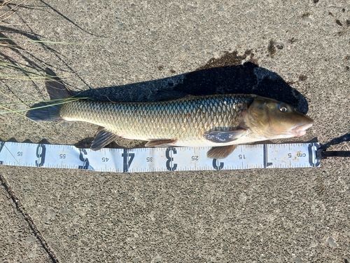 ニゴイの釣果