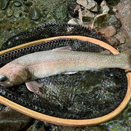 ニッコウイワナ