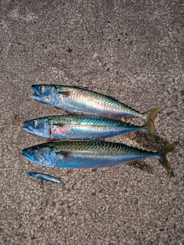 サバの釣果