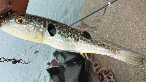 クサフグの釣果