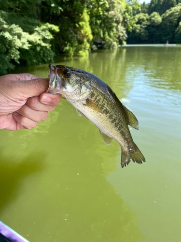 ラージマウスバスの釣果