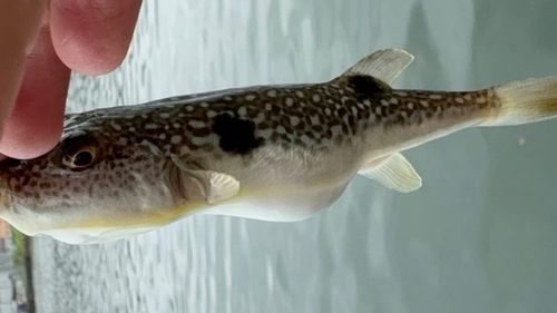 クサフグの釣果