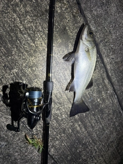 セイゴ（ヒラスズキ）の釣果