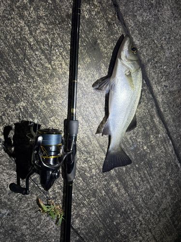 セイゴ（ヒラスズキ）の釣果