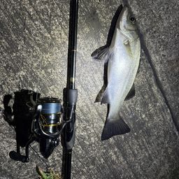 セイゴ（ヒラスズキ）