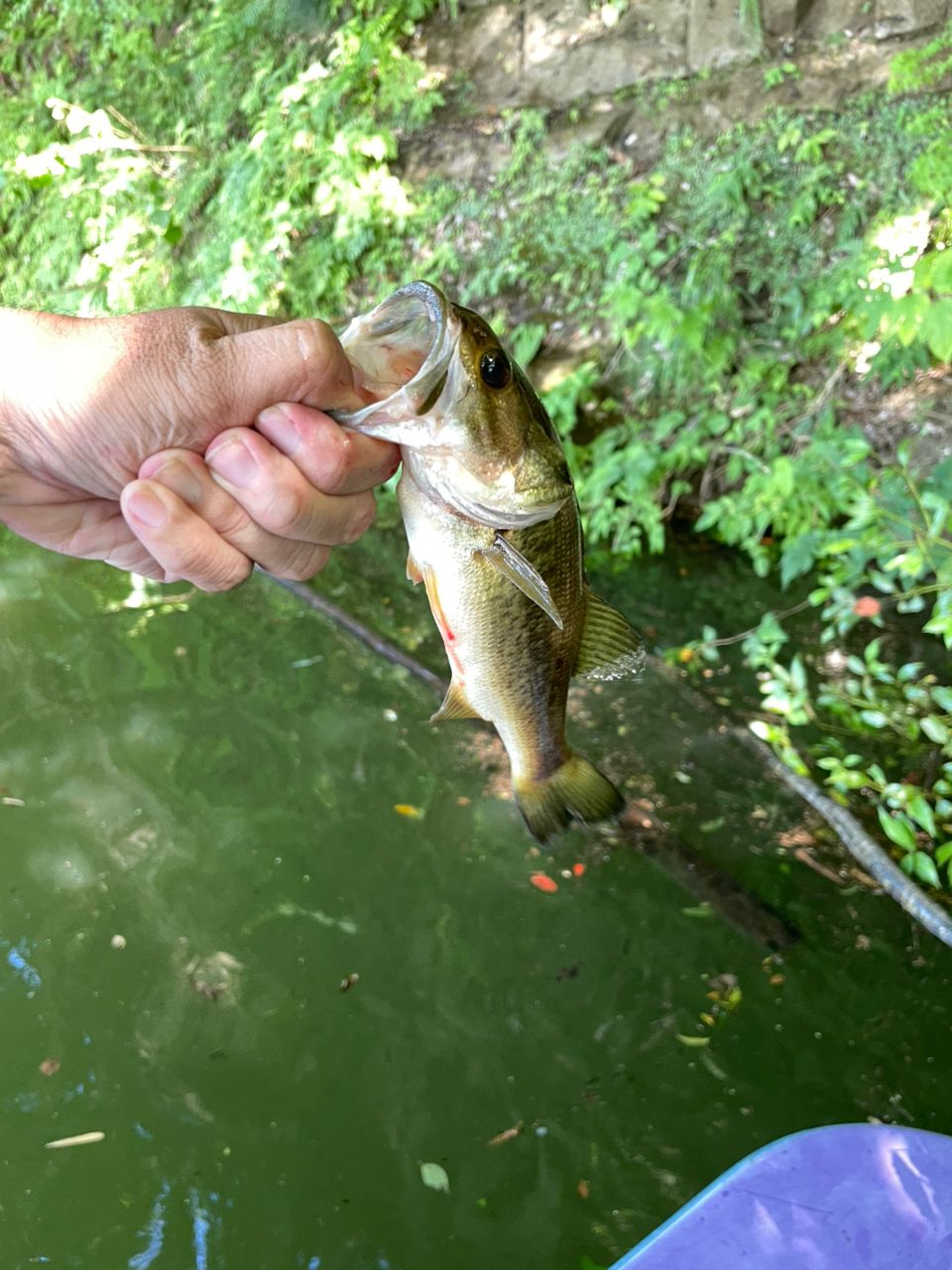 ラージマウスバス