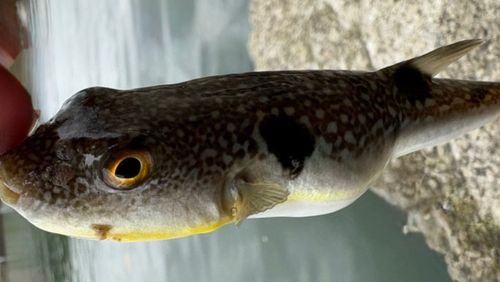 クサフグの釣果