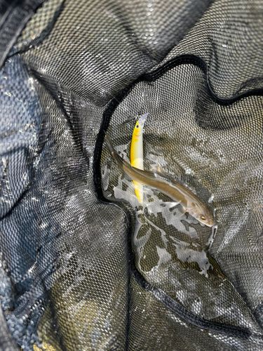 アユの釣果