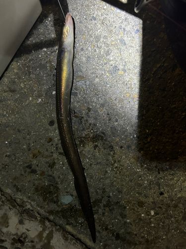 アナゴの釣果
