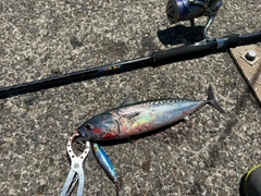 ソウダガツオの釣果
