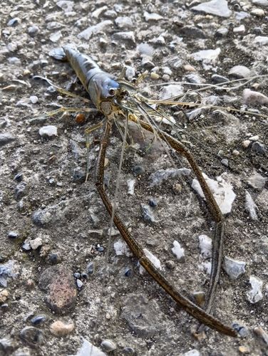 テナガエビの釣果