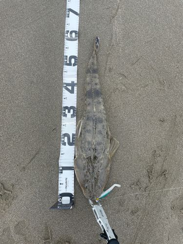 マゴチの釣果