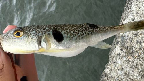 クサフグの釣果