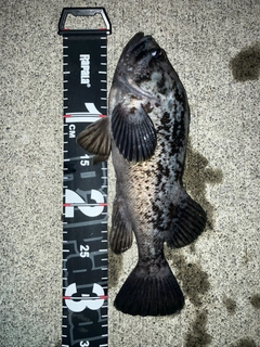 クロソイの釣果