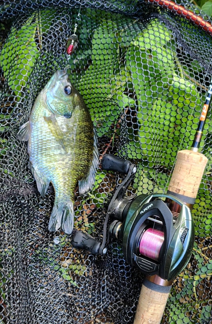 MajorCraft トラパラ ネイティブ TXS-B4102ULの最安値・インプレ・釣果