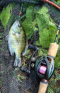 ブルーギルの釣果