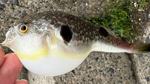 クサフグの釣果