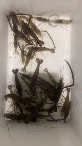 テナガエビの釣果