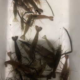 テナガエビ
