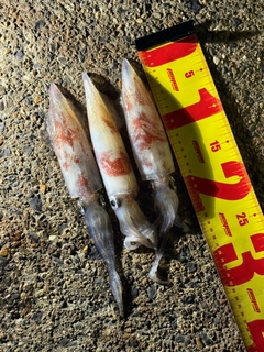 ケンサキイカの釣果