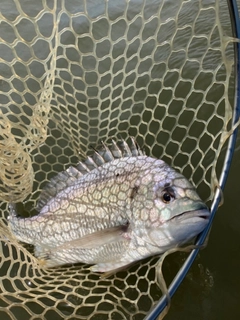 キビレの釣果