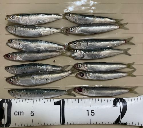 ウルメイワシの釣果